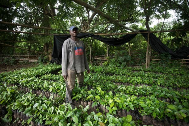 Cocoa Seedling Farmer
